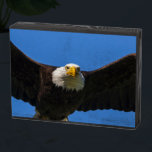 Bald Eagle Flyby Up Close Wooden Box Sign<br><div class="desc">Bald Eagle flyby up close</div>