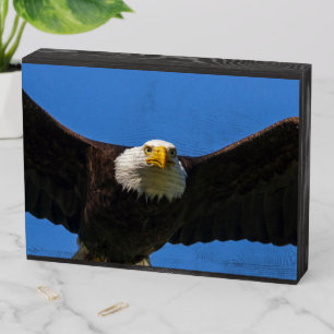 Bald Eagle Flyby Up Close Wooden Box Sign