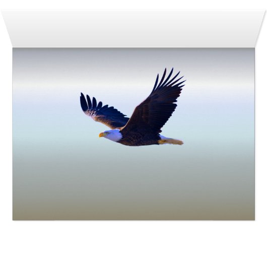 Bald Eagle Flying (Inside Horizontal (Bottom))