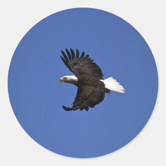 Bald Eagle flying across blue sky Classic Round Sticker (Front)