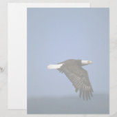 Bald Eagle flying across horizon (Front/Back)