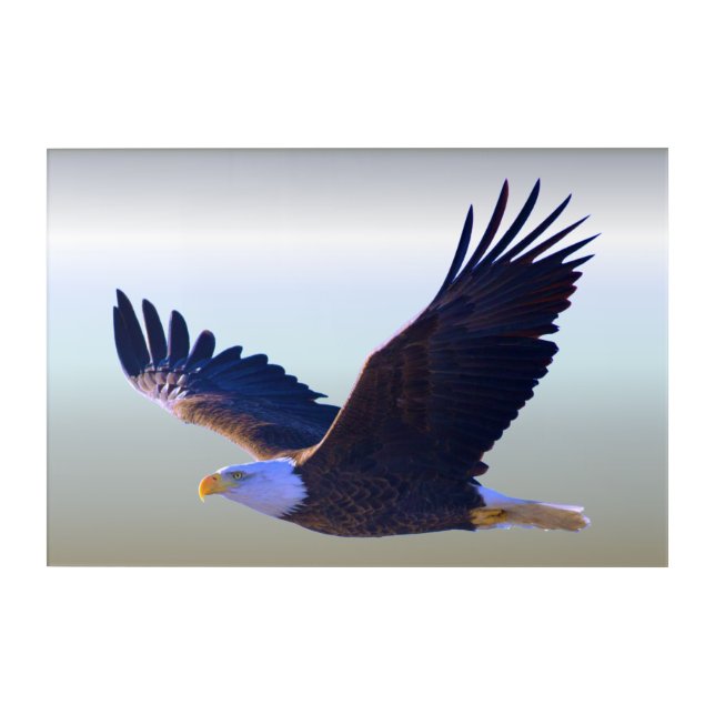 Bald Eagle Flying Acrylic Print (Front)