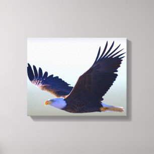 Bald Eagle Flying Canvas Print