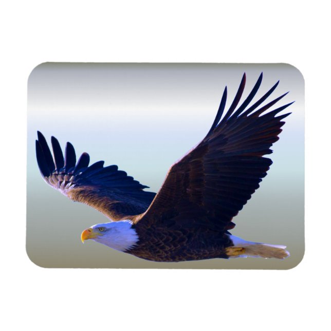 Bald Eagle Flying Magnet (Horizontal)