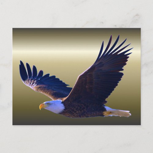 Bald Eagle Flying Postcard