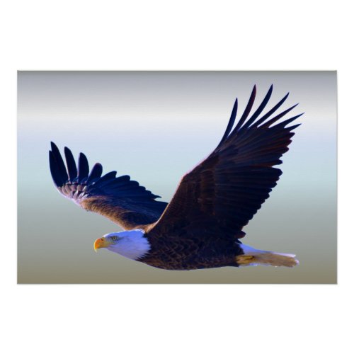 Bald Eagle Flying Poster