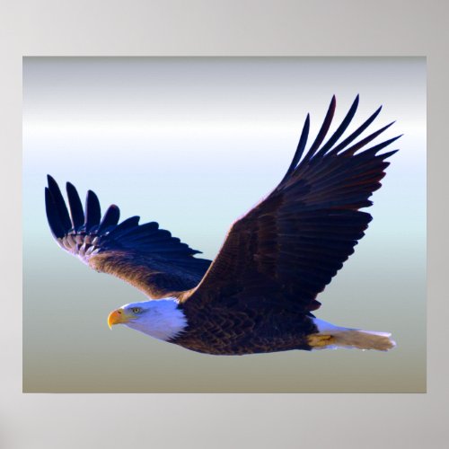 Bald Eagle Flying Poster