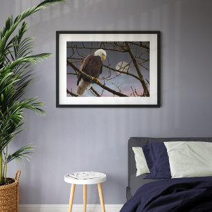 Bald Eagle Full Moon Majestic Eagles Poster