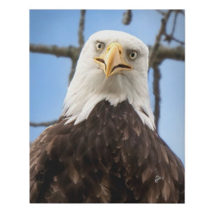 Bald Eagle Funny Face Fine Art Photography Faux Canvas Print