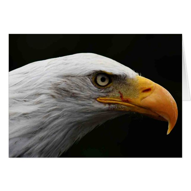 Bald Eagle gca Cards (Front Horizontal)