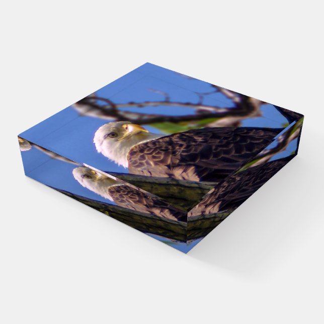 Bald Eagle Glass Paperweight (Angled)