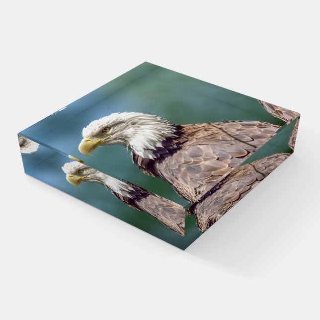 Bald Eagle Glass Paperweight (Angled)