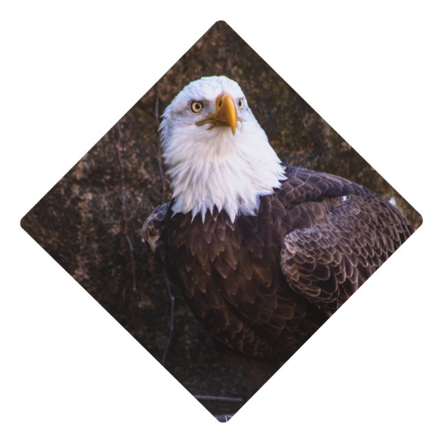 Bald Eagle Graduation Cap Topper (Front)