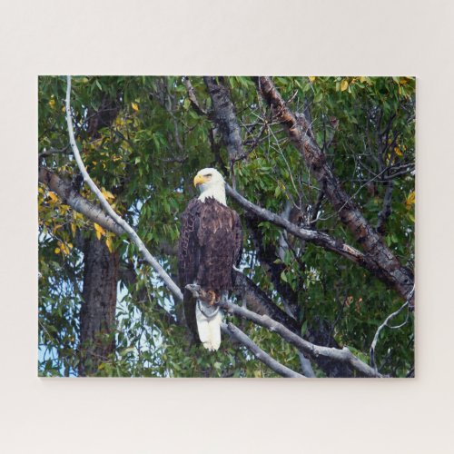 Bald Eagle Grand Teton National Park Wyoming Jigsaw Puzzle