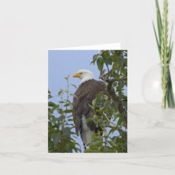 Bald Eagle Greeting Card by TheCardStore at Zazzle