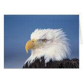 bald eagle, Haliaeetus leuccocephalus, (Front Horizontal)