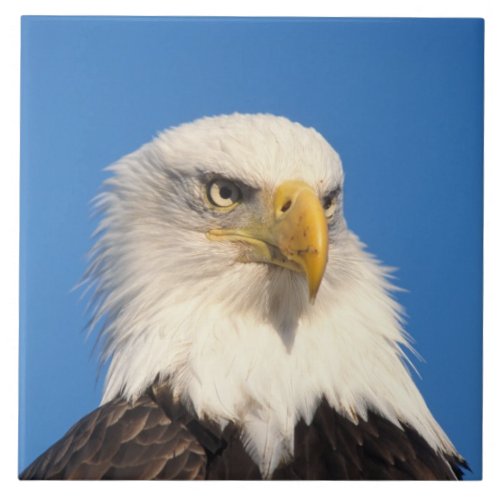 bald eagle Haliaeetus leuccocephalus 2 Ceramic Tile