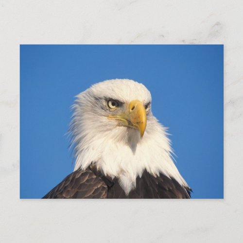 bald eagle Haliaeetus leuccocephalus 2 Postcard
