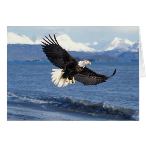bald eagle Haliaeetus leuccocephalus in flight
