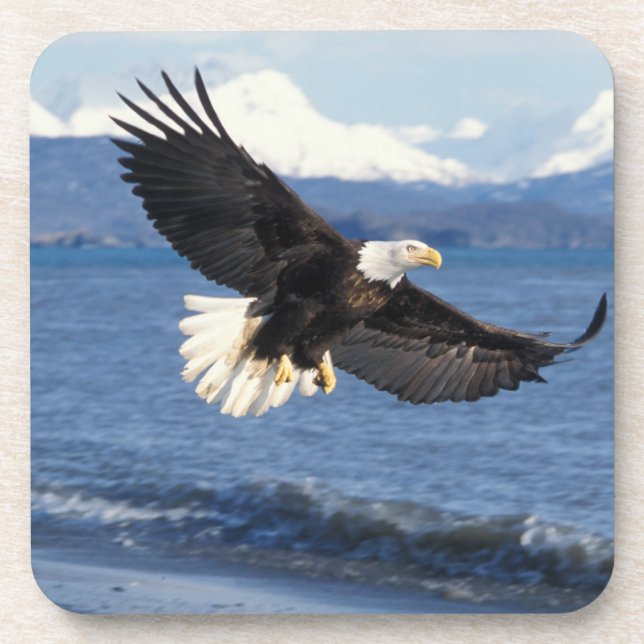 bald eagle, Haliaeetus leuccocephalus, in flight Beverage Coaster (Front)