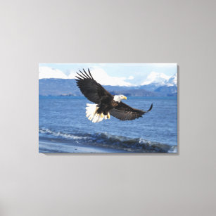 bald eagle, Haliaeetus leuccocephalus, in flight Canvas Print