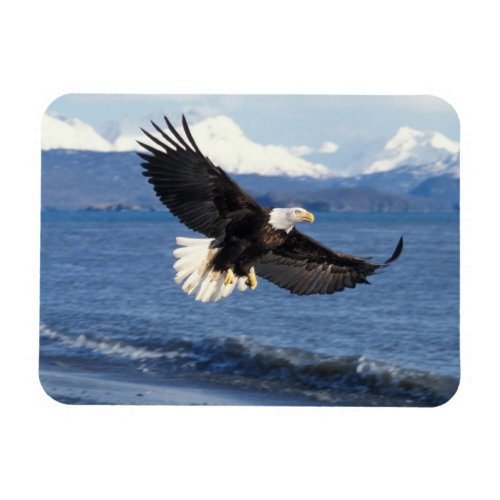 bald eagle Haliaeetus leuccocephalus in flight Magnet
