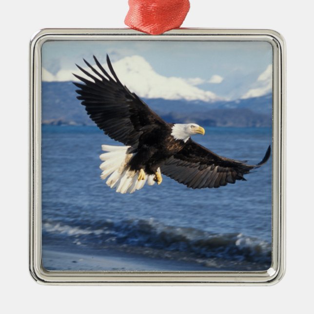 bald eagle, Haliaeetus leuccocephalus, in flight Metal Ornament (Front)