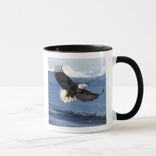 bald eagle Haliaeetus leuccocephalus in flight Mug