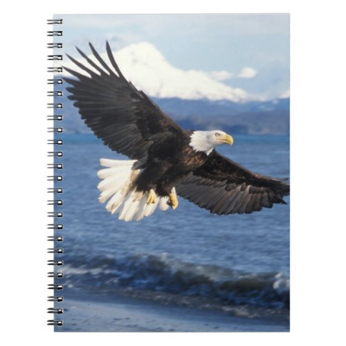 bald eagle Haliaeetus leuccocephalus in flight Notebook