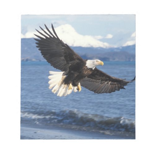 bald eagle Haliaeetus leuccocephalus in flight Notepad