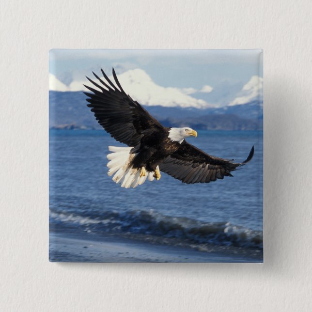 bald eagle, Haliaeetus leuccocephalus, in flight Pinback Button (Front)