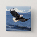 Bald Eagle, Haliaeetus Leuccocephalus, In Flight Pinback Button at Zazzle