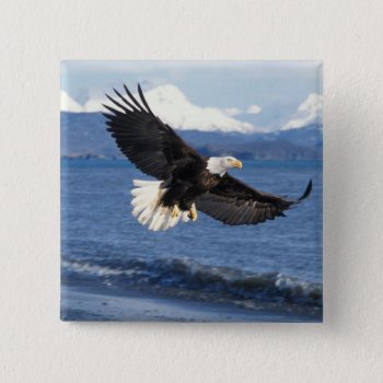 Bald Eagle  Haliaeetus Leuccocephalus  In Flight Pinback Button by theworldofanimals at Zazzle