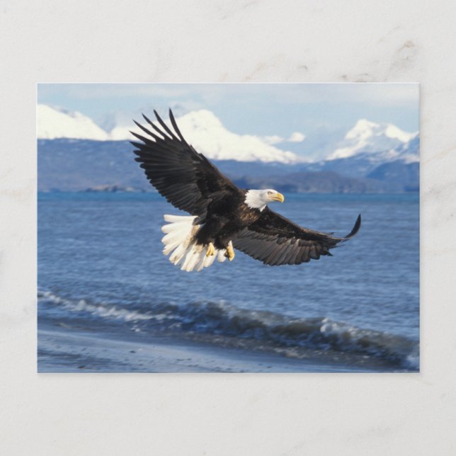 bald eagle, Haliaeetus leuccocephalus, in flight Postcard (Front)