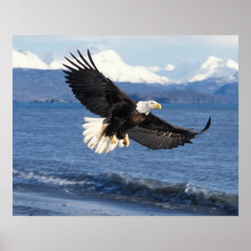 bald eagle Haliaeetus leuccocephalus in flight Poster