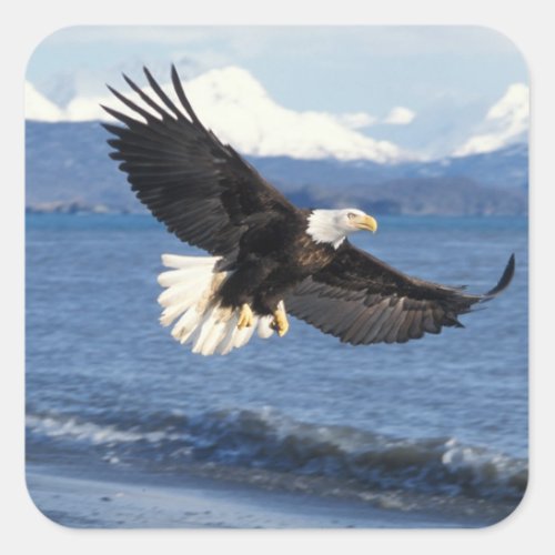bald eagle Haliaeetus leuccocephalus in flight Square Sticker