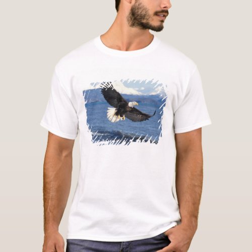 bald eagle Haliaeetus leuccocephalus in flight T_Shirt
