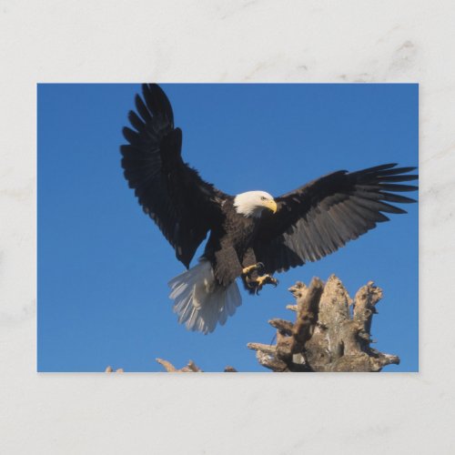 bald eagle Haliaeetus leuccocephalus landing Postcard