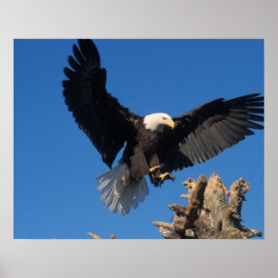 bald eagle, Haliaeetus leuccocephalus, landing Poster