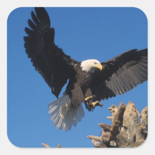 bald eagle Haliaeetus leuccocephalus landing Square Sticker