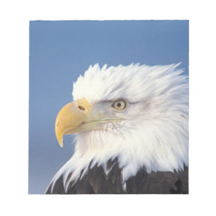 bald eagle, Haliaeetus leuccocephalus, Notepad