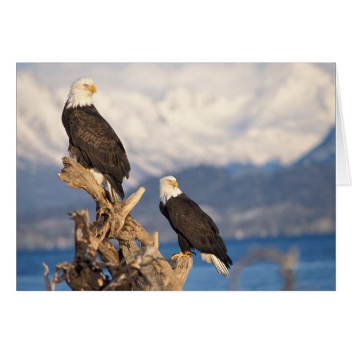 bald eagle Haliaeetus leuccocephalus pair