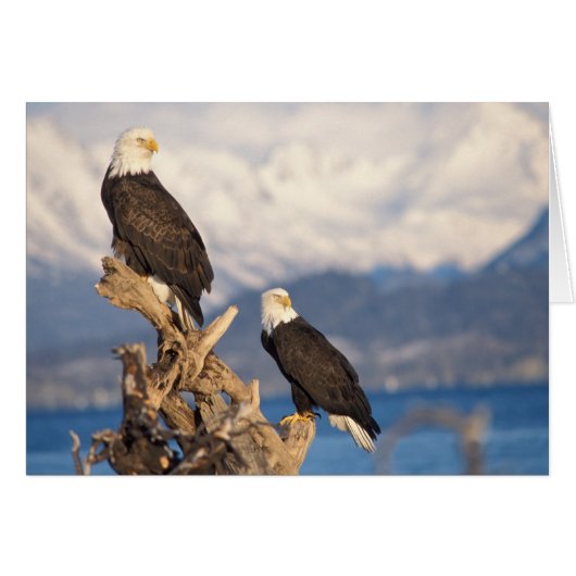 bald eagle, Haliaeetus leuccocephalus, pair Cards (Front Horizontal)