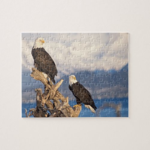 bald eagle Haliaeetus leuccocephalus pair Jigsaw Puzzle