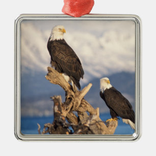 bald eagle, Haliaeetus leuccocephalus, pair Metal Ornament