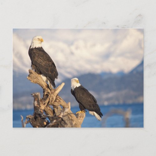 bald eagle Haliaeetus leuccocephalus pair Postcard