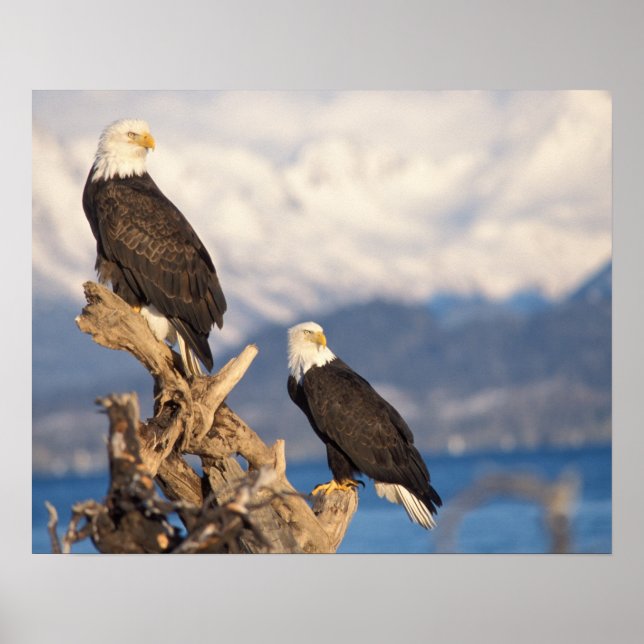 bald eagle, Haliaeetus leuccocephalus, pair Poster (Front)
