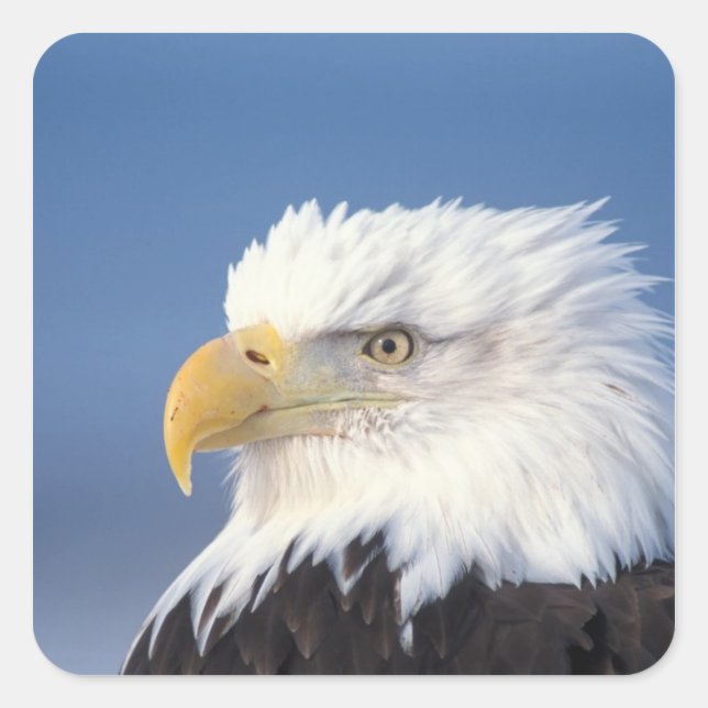 bald eagle, Haliaeetus leuccocephalus, Square Sticker (Front)