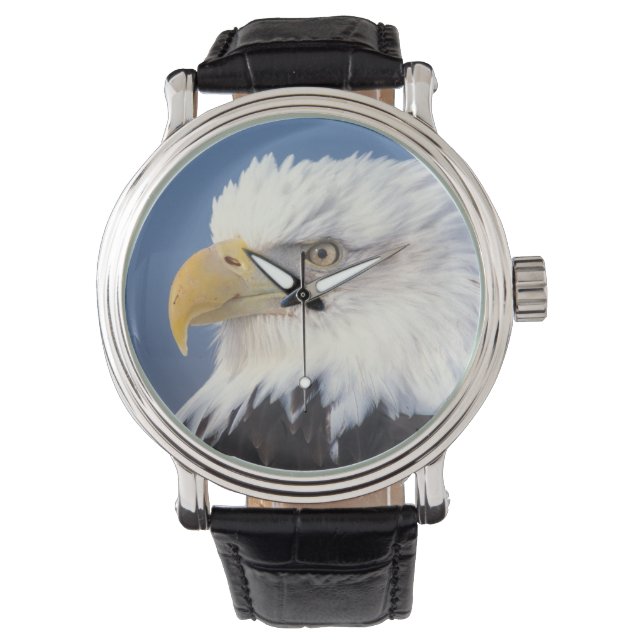 bald eagle, Haliaeetus leuccocephalus, Watch (Front)