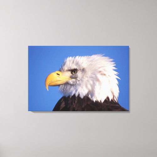 bald eagle Haliaeetus leucocephalus close up 2 Canvas Print